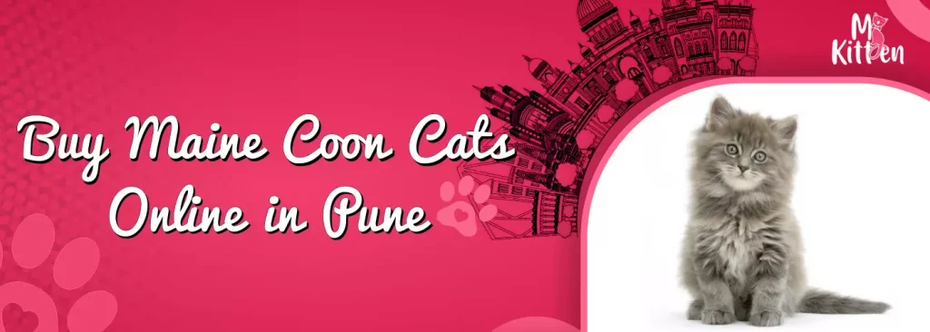 buy maine coon cats for sale online in pune