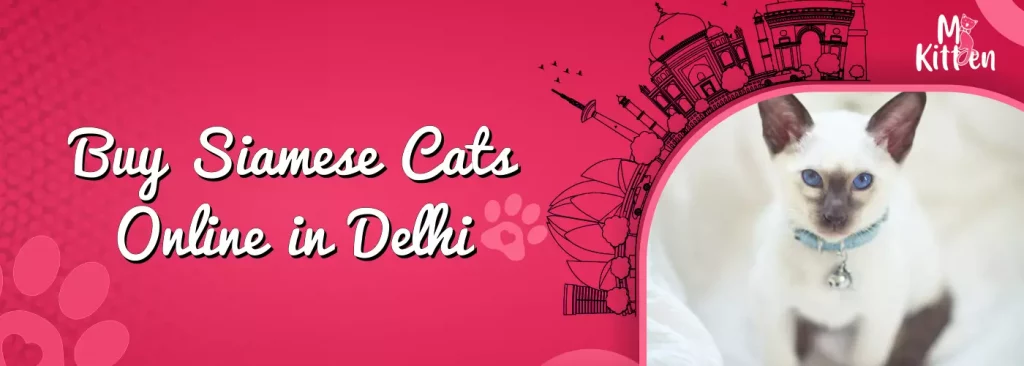 buy siamese cats for sale online in delhi