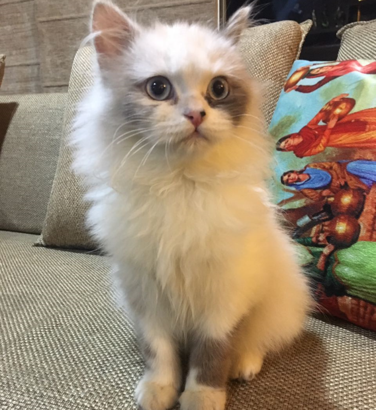 ragdoll for sale