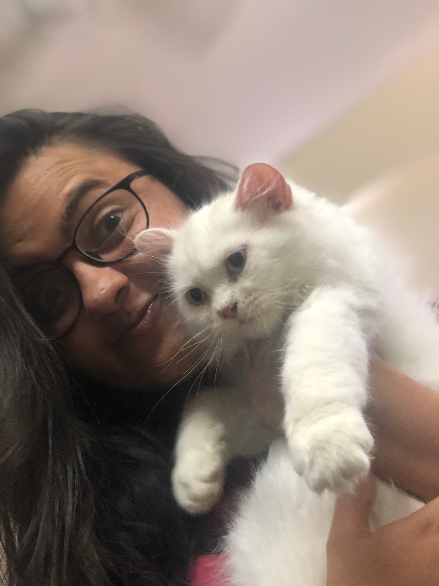 Cats for Sale in Pune Buy Kitten at Best Prices MyKitten