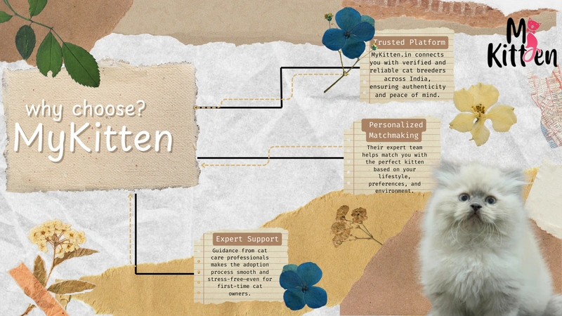 why choose mykitten in India