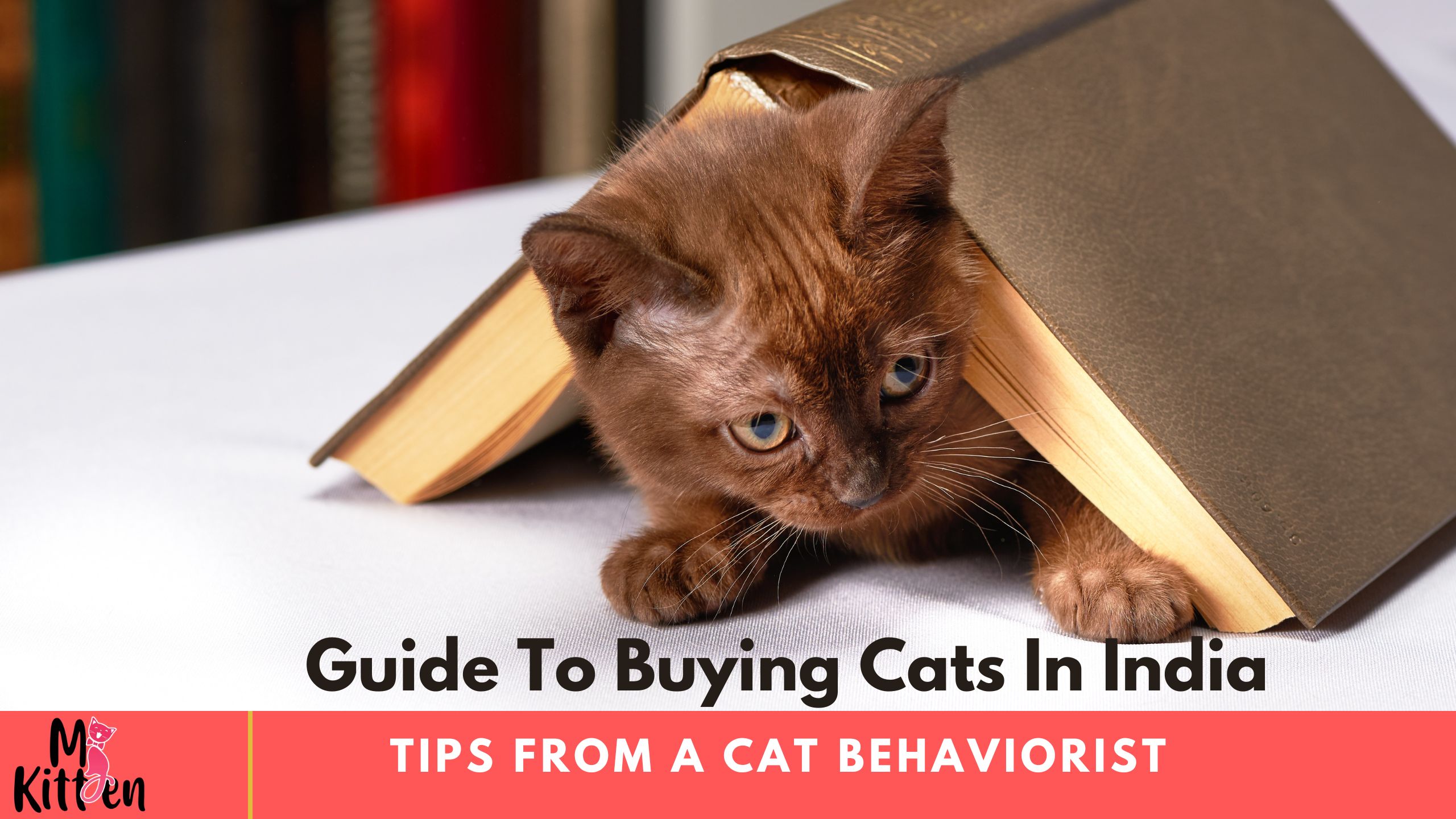 Read more about the article Guide to Buying Cats in India: Tips from a Cat Behaviorist