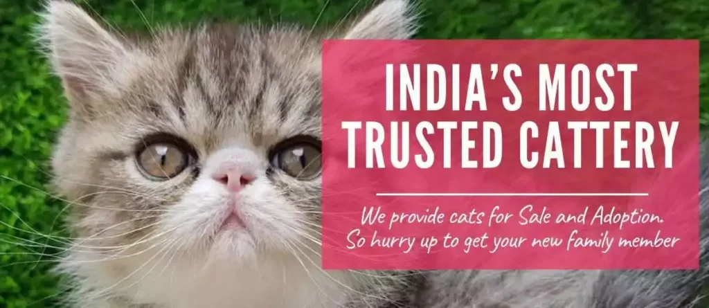 Cats For Sale : Buy Healthy Kittens for Sale Online in India