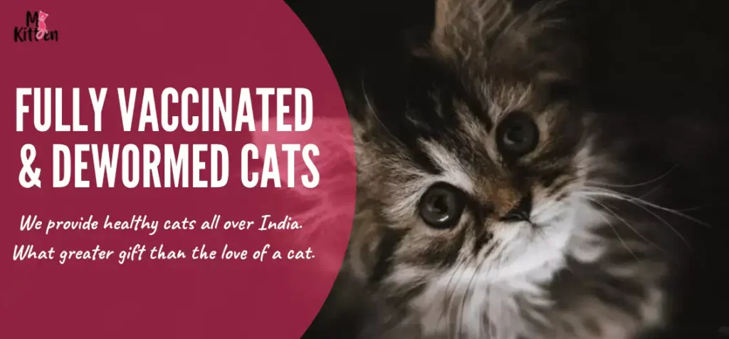 Cats For Sale : Buy Healthy Kittens for Sale Online in India