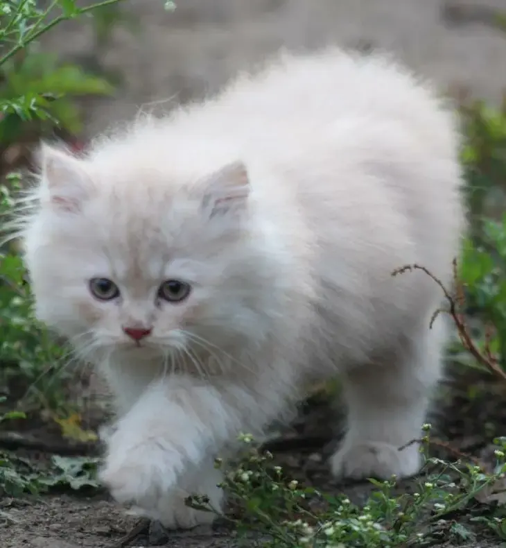 Grey and white kittens for sale hot sale near me