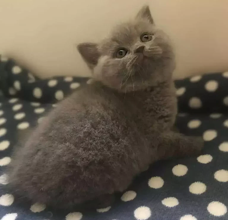 English shorthair best sale cat for sale