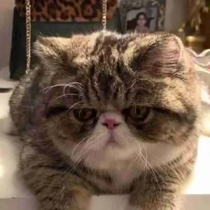 exotic shorthair breeder