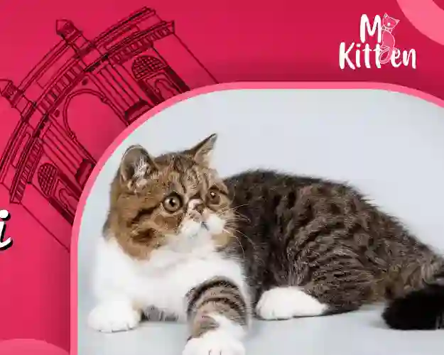 exotic shorthair breeder in mumbai