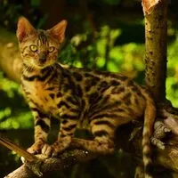 bengal cat for sale