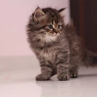 maine coon kittens for sale