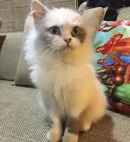 ragdoll cat for sale