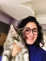 maine coon cat for sale in pune