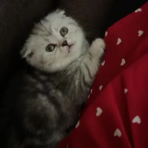 scottish fold kittens for sale