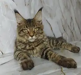 maine coon cats price in India
