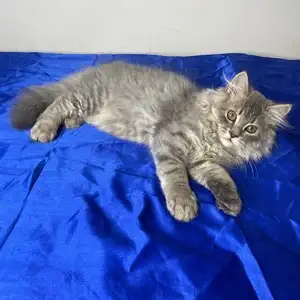kittens for sale in goa