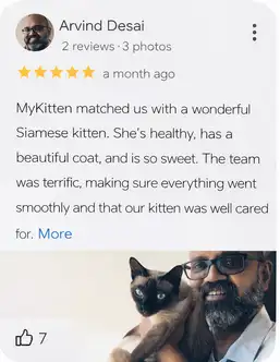 cats for sale in India