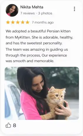 buy a persian kitten at best price