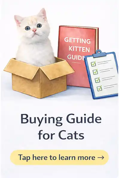 guide to buying cats in India