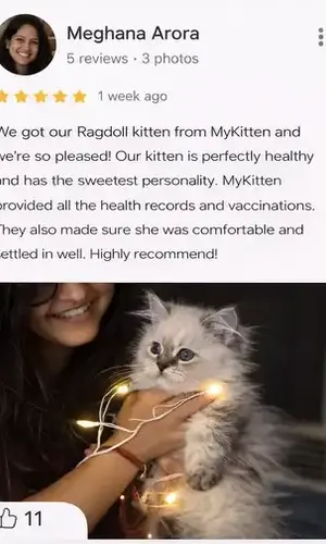 pure breed ragdoll breeder mykitten