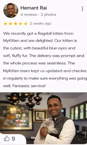 buy a ragdoll in India