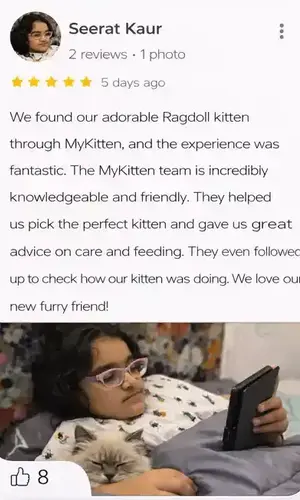 ragdoll kittens for sale