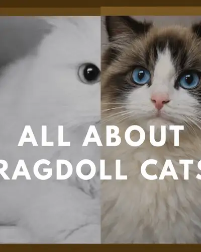 Read more about the article Ragdoll Cat Facts – Personality, Characteristics, Quality & Traits.