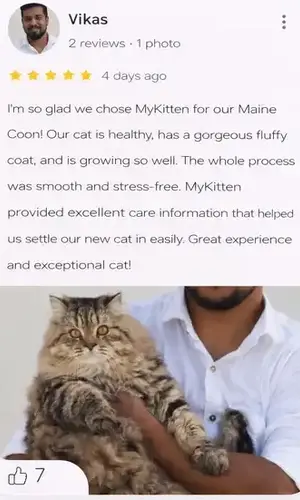 Indian standard maine coon breeder in India