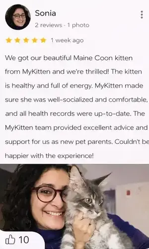 maine coon kitten buy in India