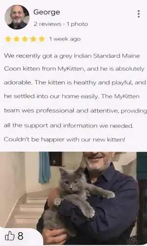 maine coon kittens best price at mykitten