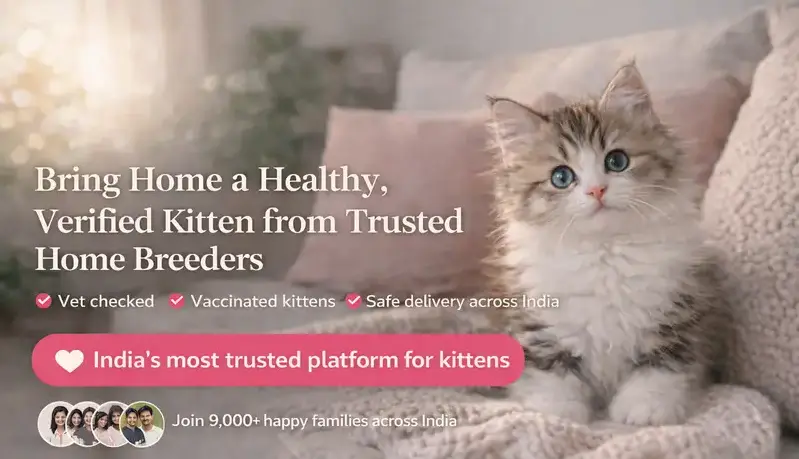 cats for sale in India