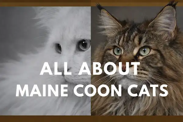 Read more about the article Maine Coon Cat Facts – Personality, Characteristics, Quality & Traits.